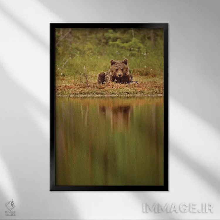 تابلو دکوراتیو خرس ها فنلاند ۶ اثر میگل لاسا - نمای قابدار مشکی
