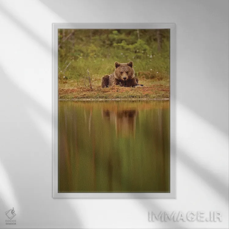 تابلو دکوراتیو خرس ها فنلاند ۶ اثر میگل لاسا - نمای قابدار سفید