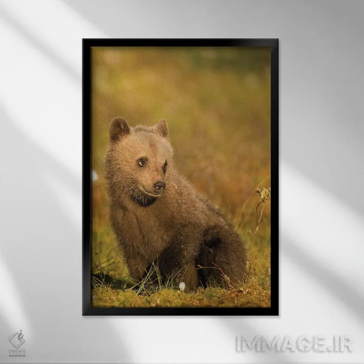 تابلو دکوراتیو خرس ها فنلاند ۳ اثر میگل لاسا - نمای قابدار مشکی