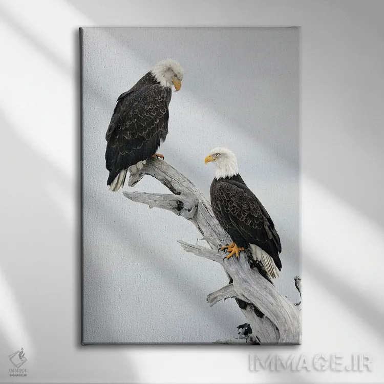 تابلو دکوراتیو عقاب ها آلاسکا ۳ اثر میگل لاسا - نمای روبهرو روی دیوار