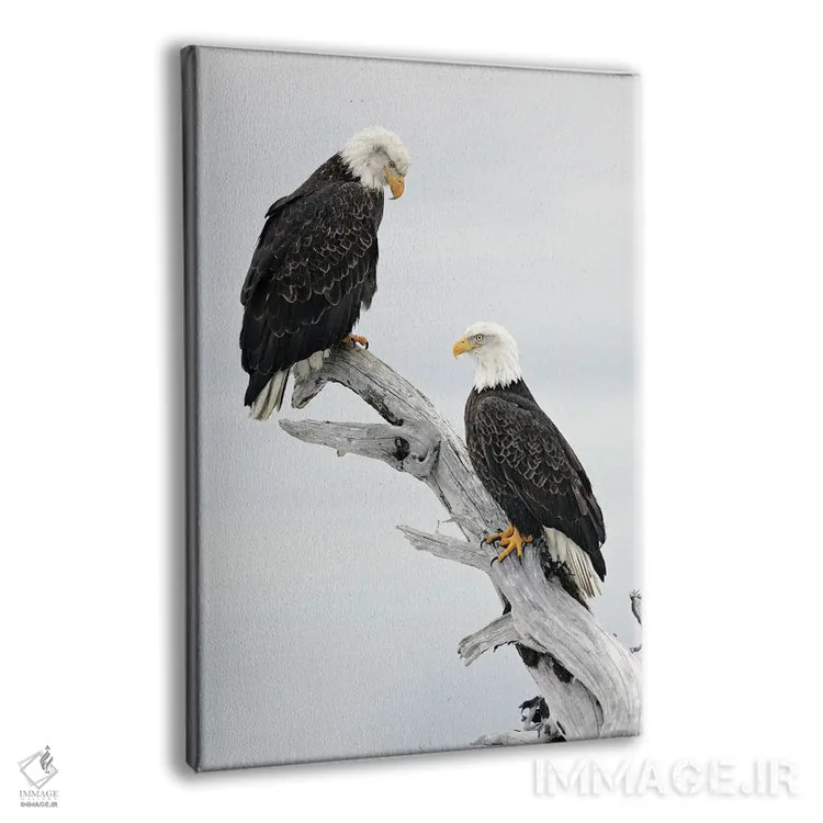 تابلو دکوراتیو عقاب ها آلاسکا ۳ اثر میگل لاسا - نمای پرسپکتیو محصول