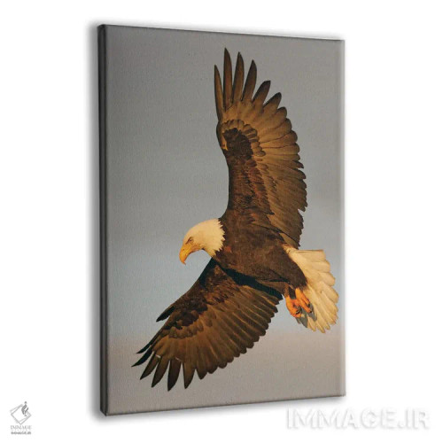 تابلو دکوراتیو عقاب آلاسکا ۱۶ اثر میگل لاسا - نمای پرسپکتیو محصول