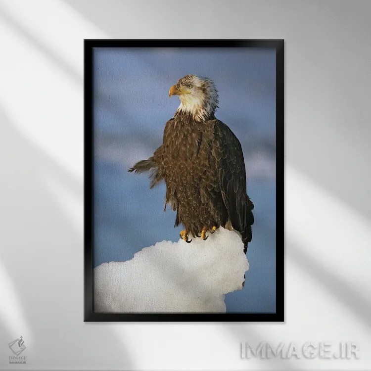 تابلو دکوراتیو عقاب ها آلاسکا ۴ اثر میگل لاسا - نمای قابدار مشکی