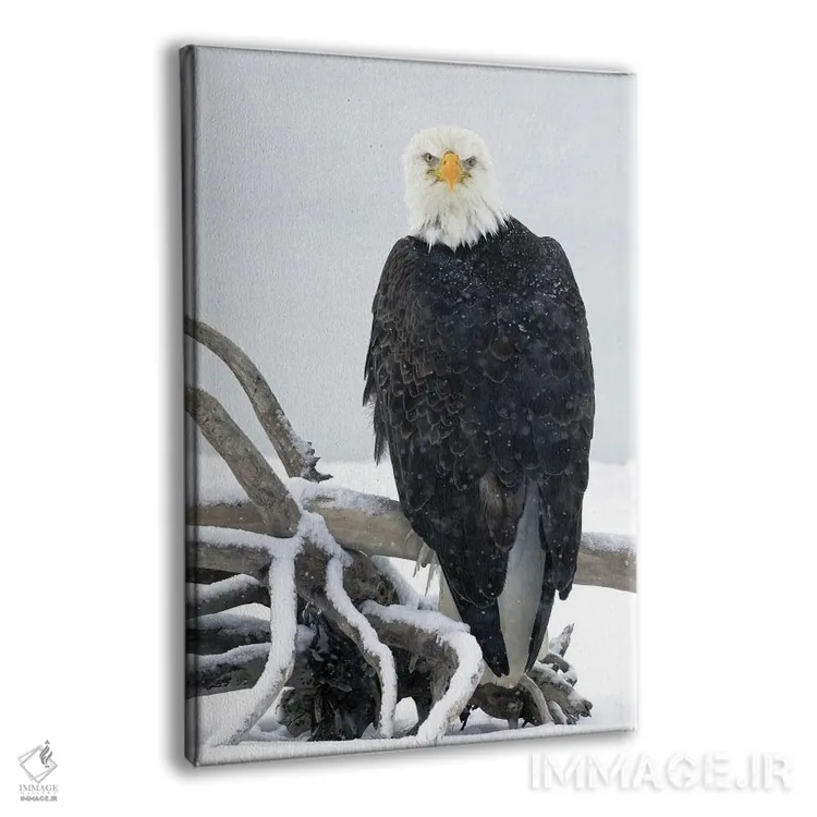 تابلو دکوراتیو عقاب آلاسکا ۱۹ اثر میگل لاسا - نمای پرسپکتیو محصول