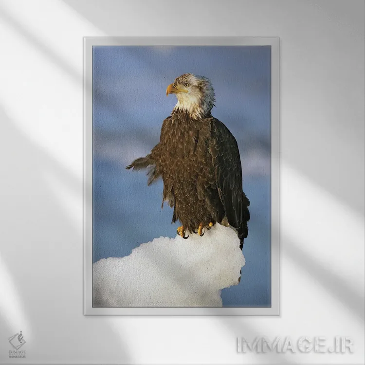 تابلو دکوراتیو عقاب ها آلاسکا ۴ اثر میگل لاسا - نمای قابدار سفید