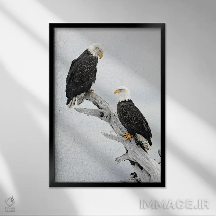 تابلو دکوراتیو عقاب ها آلاسکا ۳ اثر میگل لاسا - نمای قابدار مشکی