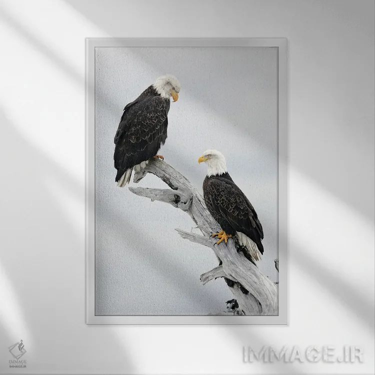 تابلو دکوراتیو عقاب ها آلاسکا ۳ اثر میگل لاسا - نمای قابدار سفید