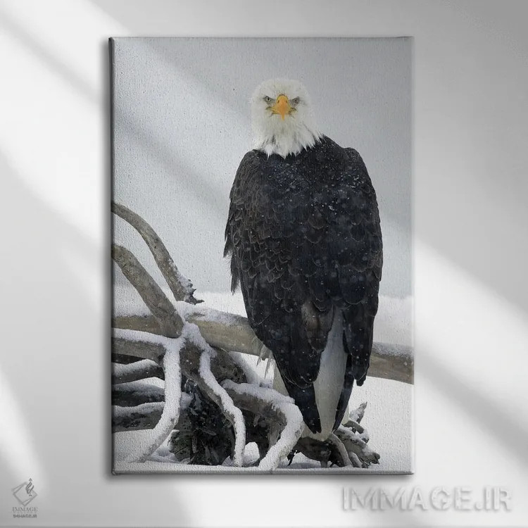 تابلو دکوراتیو عقاب آلاسکا ۱۹ اثر میگل لاسا - نمای روبهرو روی دیوار