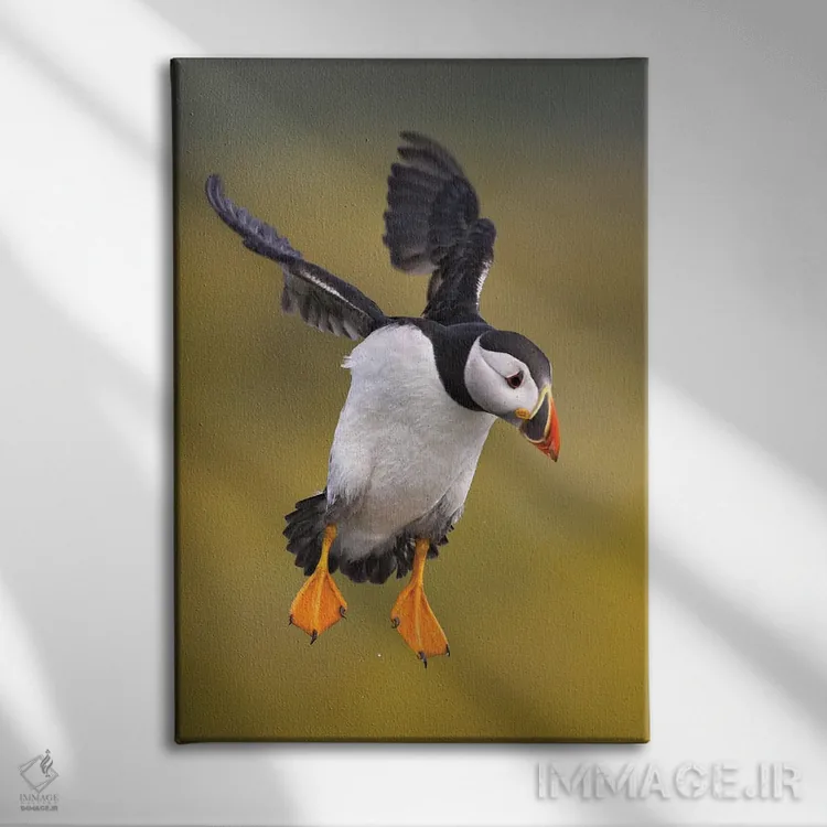 تابلو دکوراتیو پافین بریتانیا ۱ اثر میگل لاسا - نمای روبهرو روی دیوار