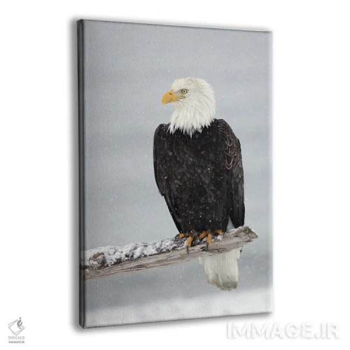 تابلو دکوراتیو عقاب برفی اثر میگل لاسا - نمای پرسپکتیو محصول