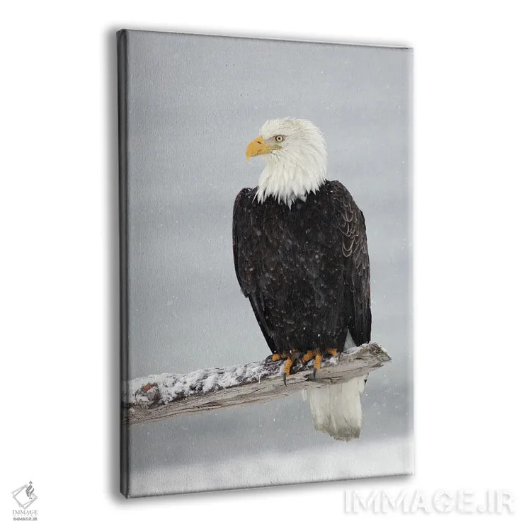 تابلو دکوراتیو عقاب برفی اثر میگل لاسا - نمای پرسپکتیو محصول