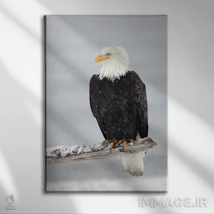 تابلو دکوراتیو عقاب برفی اثر میگل لاسا - نمای روبهرو روی دیوار