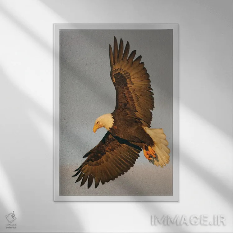 تابلو دکوراتیو عقاب آلاسکا ۱۶ اثر میگل لاسا - نمای قابدار سفید