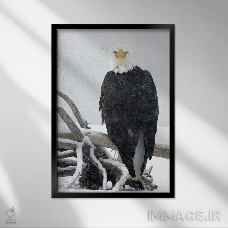 تابلو دکوراتیو عقاب آلاسکا ۱۹ اثر میگل لاسا - نمای قابدار مشکی