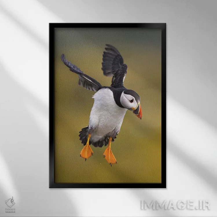 تابلو دکوراتیو پافین بریتانیا ۱ اثر میگل لاسا - نمای قابدار مشکی