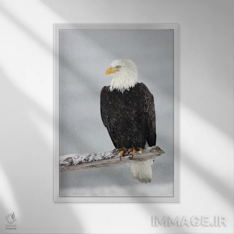 تابلو دکوراتیو عقاب برفی اثر میگل لاسا - نمای قابدار سفید