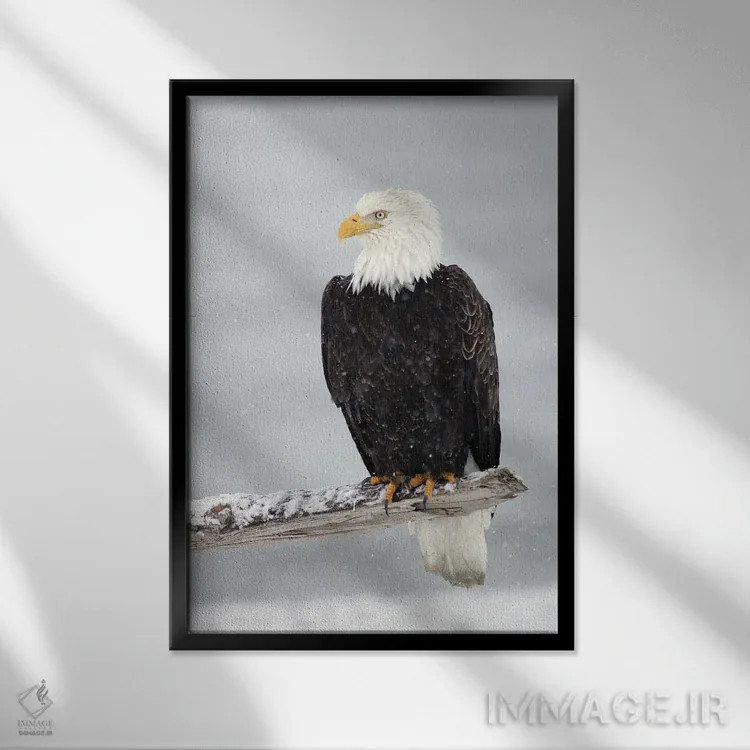 تابلو دکوراتیو عقاب برفی اثر میگل لاسا - نمای قابدار مشکی