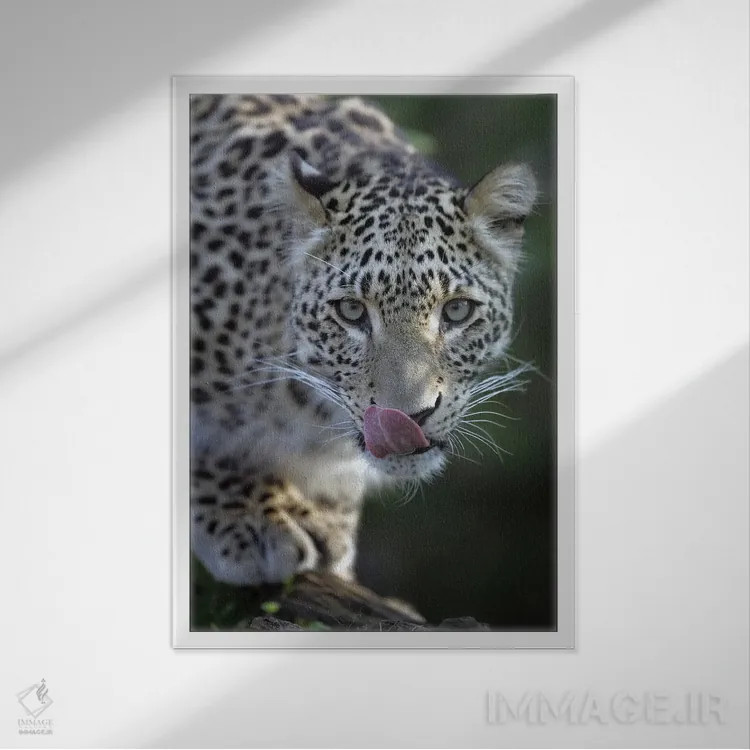 تابلو دکوراتیو اثر میگل لاسا - نمای قابدار سفید