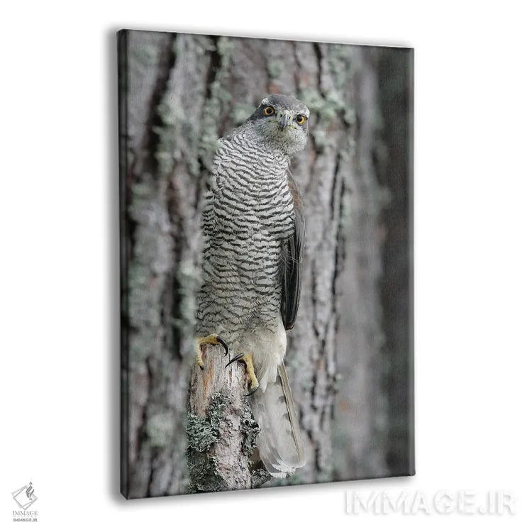 تابلو دکوراتیو اثر میگل لاسا - نمای پرسپکتیو محصول