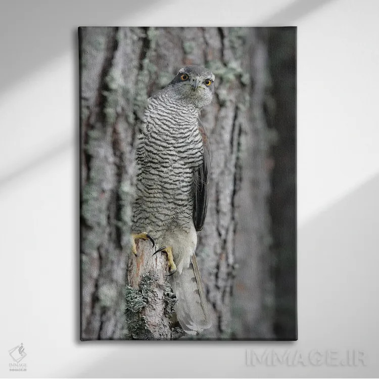 تابلو دکوراتیو اثر میگل لاسا - نمای روبهرو روی دیوار