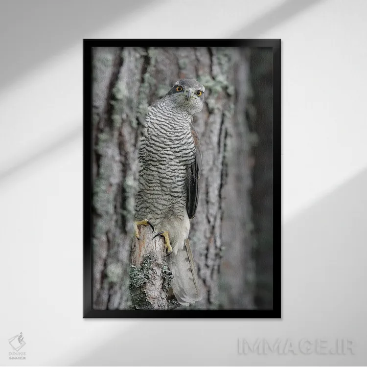 تابلو دکوراتیو اثر میگل لاسا - نمای قابدار مشکی