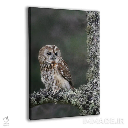 تابلو دکوراتیو اثر میگل لاسا - نمای پرسپکتیو محصول