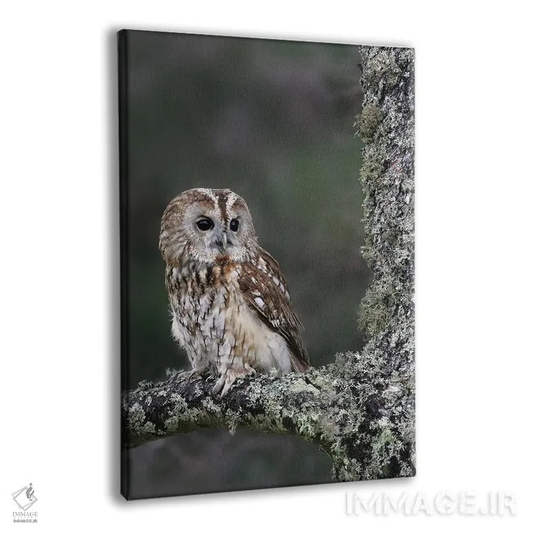 تابلو دکوراتیو اثر میگل لاسا - نمای پرسپکتیو محصول