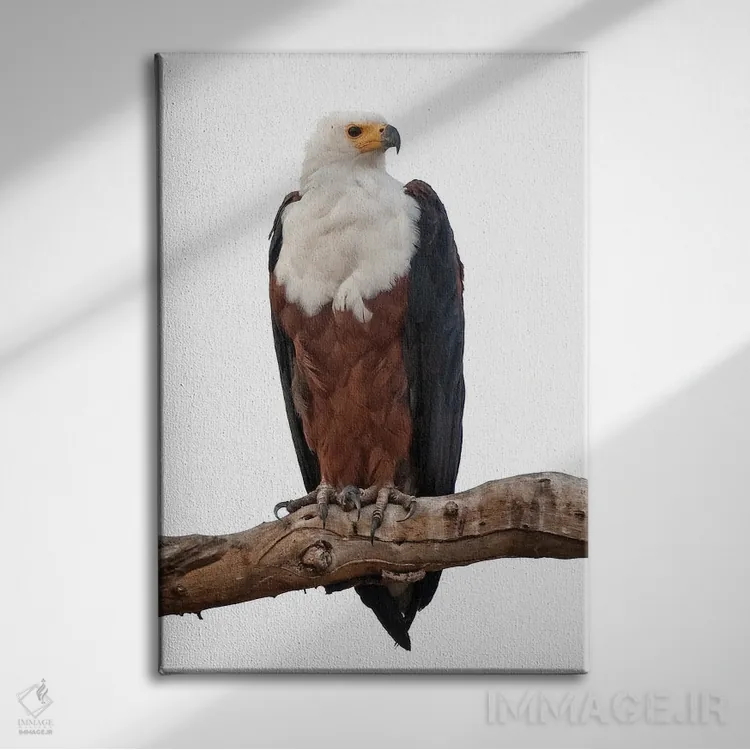 تابلو دکوراتیو اثر میگل لاسا - نمای روبهرو روی دیوار