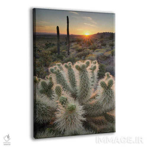 تابلو دکوراتیو آمریکا، آریزونا. کاکتوس تدی بیر چولا روشن شده توسط نور غرو… اثر آلن ماچروویچ - نمای پرسپکتیو محصول