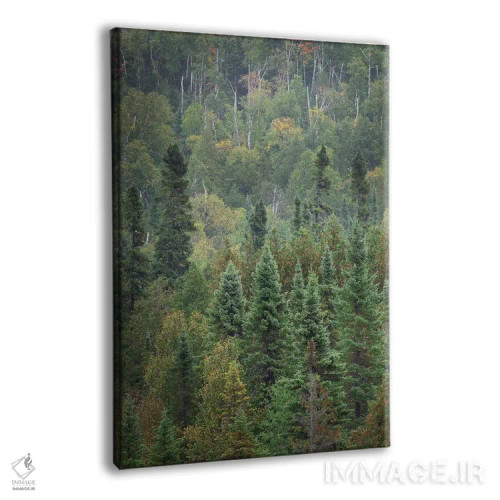 تابلو دکوراتیو جنگل ملی سوپریور ۴ اثر آلن ماچروویچ - نمای پرسپکتیو محصول