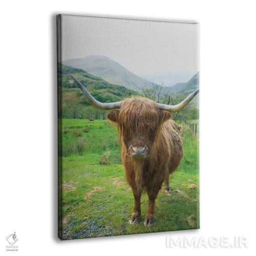 تابلو دکوراتیو گاوهای کوهستانی اسکاتلندی ۶ اثر آلن ماچروویچ - نمای پرسپکتیو محصول