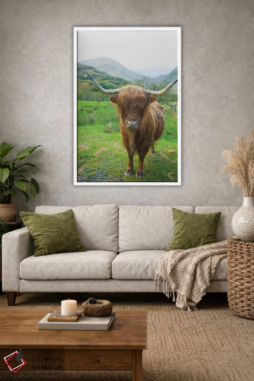 تابلو دکوراتیو گاوهای کوهستانی اسکاتلندی ۶ اثر آلن ماچروویچ - D1W