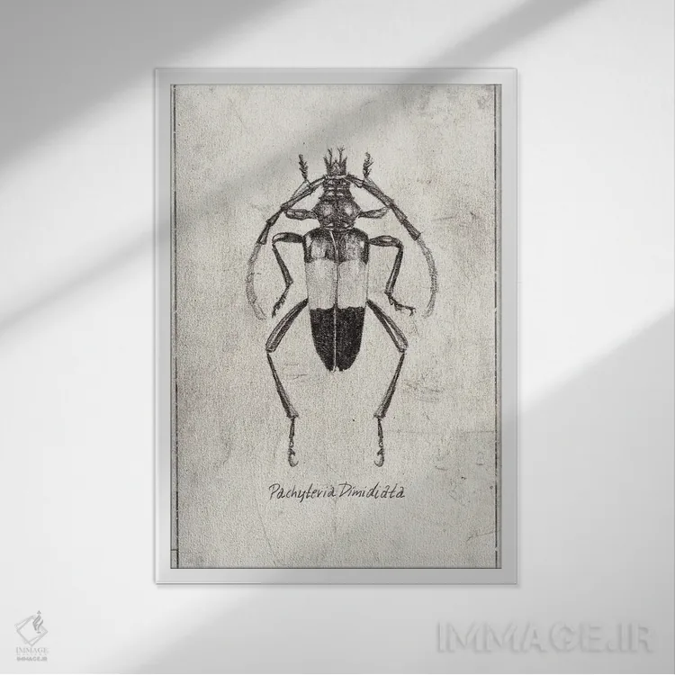 تابلو دکوراتیو پاکیتریا دی میدیاتا اثر مایک کوبو - نمای قابدار سفید