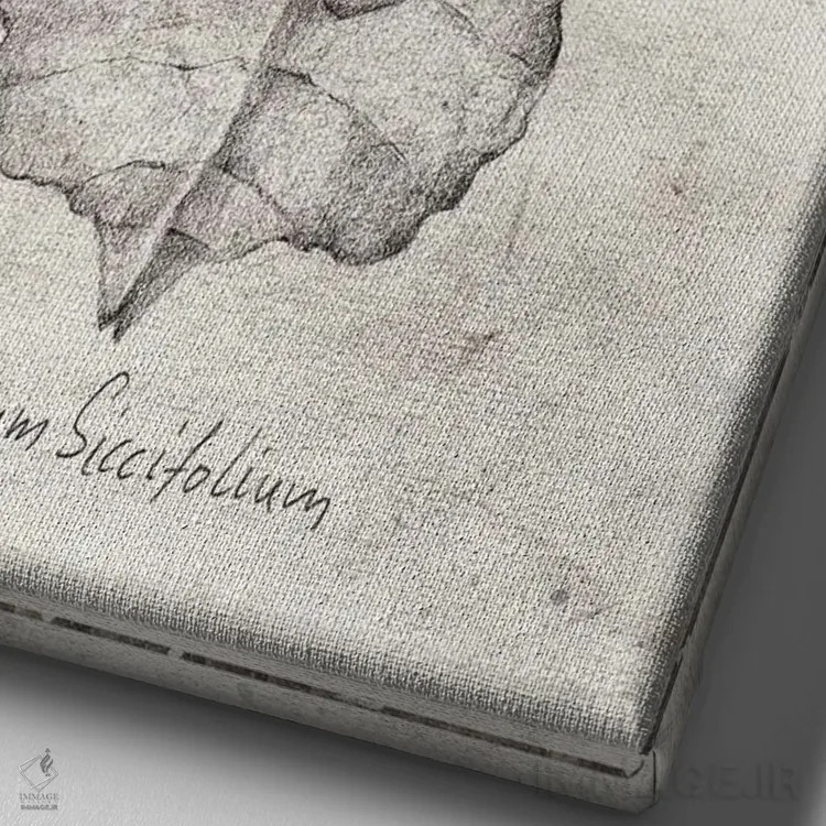 تابلو دکوراتیو فیللیوم سیکسیفولیوم اثر مایک کوبو - نمای نزدیک بافت بوم