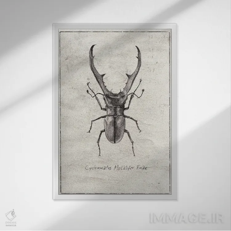 تابلو دکوراتیو سیکلوماتوس متالیفر فینه اثر مایک کوبو - نمای قابدار سفید