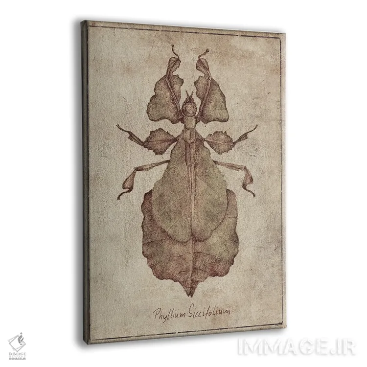 تابلو دکوراتیو فیللیوم سیکسیفولیوم ۲ اثر مایک کوبو - نمای پرسپکتیو محصول