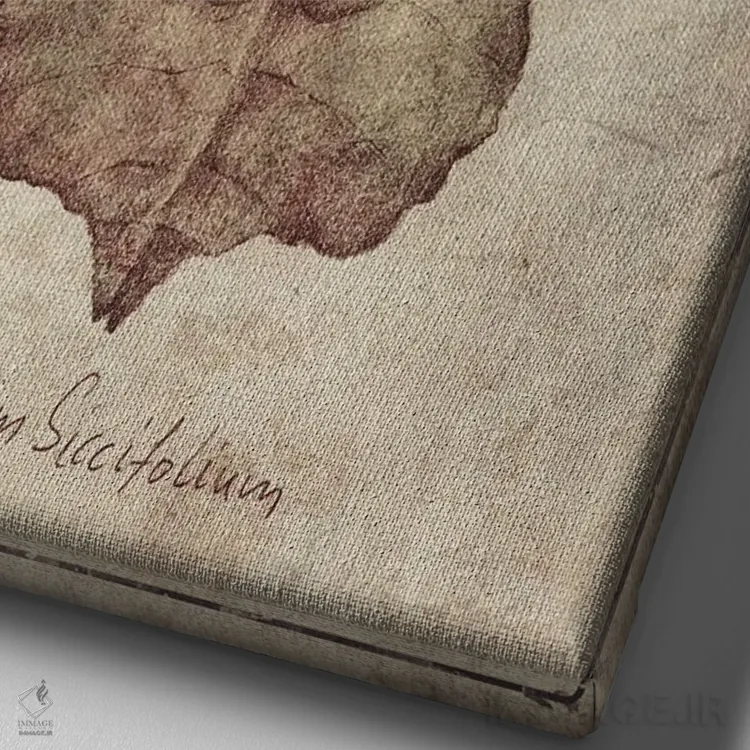 تابلو دکوراتیو فیللیوم سیکسیفولیوم ۲ اثر مایک کوبو - نمای نزدیک بافت بوم