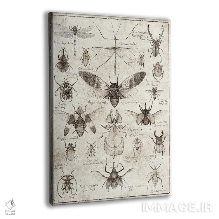 تابلو دکوراتیو حشرات سیاه وسفید اثر مایک کوبو - نمای پرسپکتیو محصول