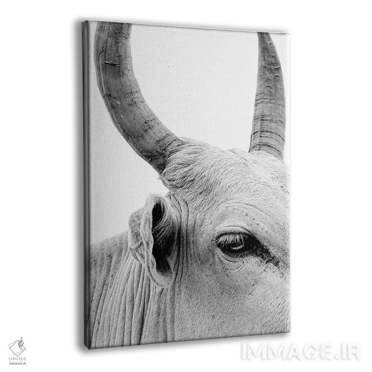 تابلو دکوراتیو پرتره گاو نر اثر مارک مکلارن جانسون - نمای پرسپکتیو محصول