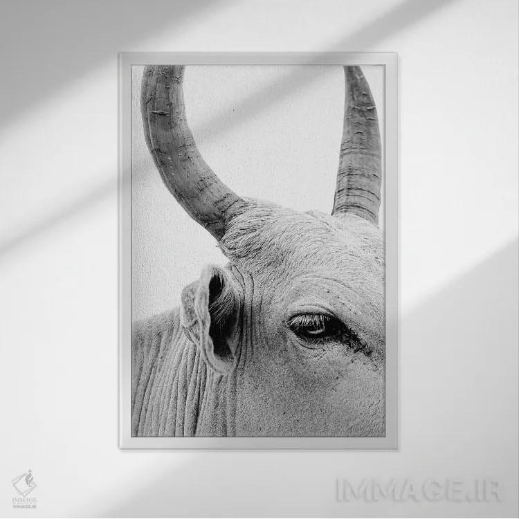 تابلو دکوراتیو پرتره گاو نر اثر مارک مکلارن جانسون - نمای قابدار سفید