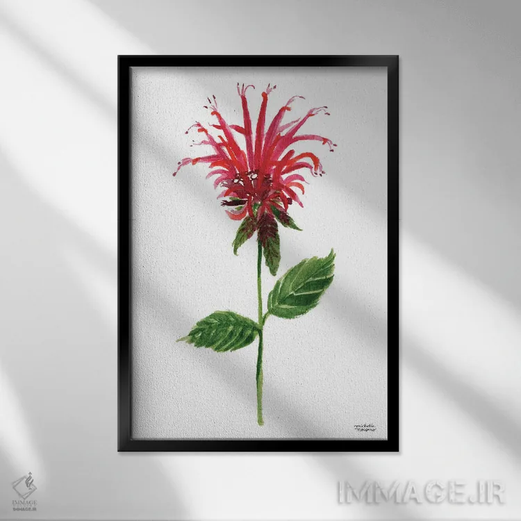 تابلو دکوراتیو گل بابی قرمز آبرنگ اثر میشل موسپنس - نمای قابدار مشکی