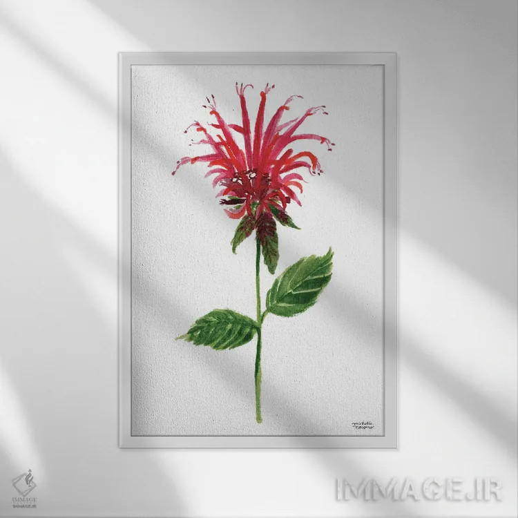 تابلو دکوراتیو گل بابی قرمز آبرنگ اثر میشل موسپنس - نمای قابدار سفید