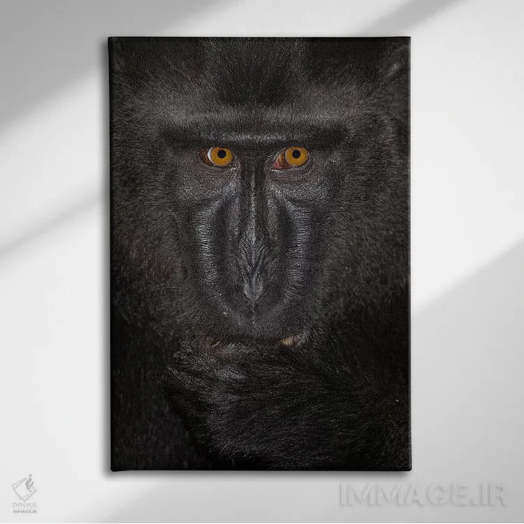 تابلو دکوراتیو ماکاک تاج دار سیاه آلفا کلوزآپ سولاوسی اثر موگنس تروله - نمای روبهرو روی دیوار