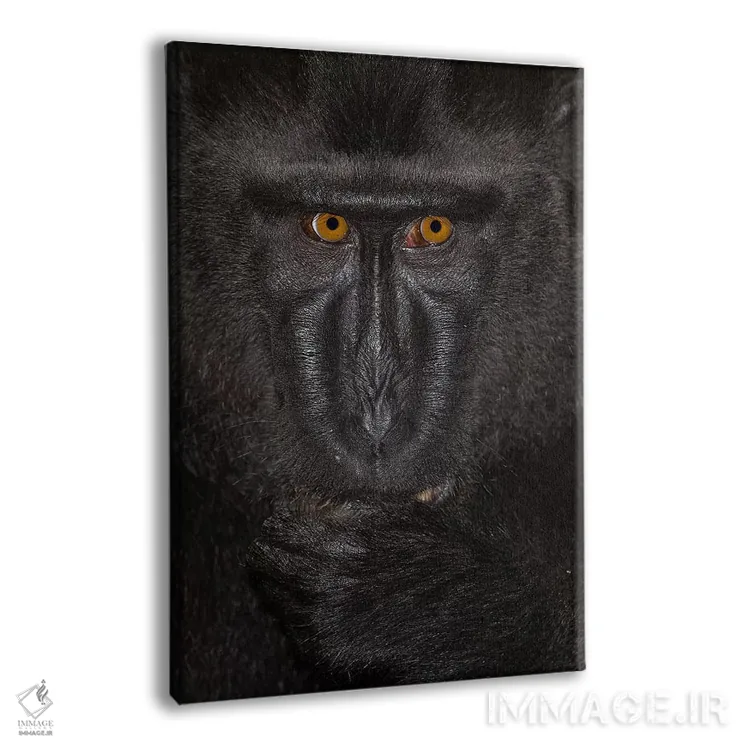 تابلو دکوراتیو ماکاک تاج دار سیاه آلفا کلوزآپ سولاوسی اثر موگنس تروله - نمای پرسپکتیو محصول