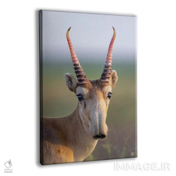 تابلو دکوراتیو سایگا نر جوان اثر موگنس تروله - نمای پرسپکتیو محصول