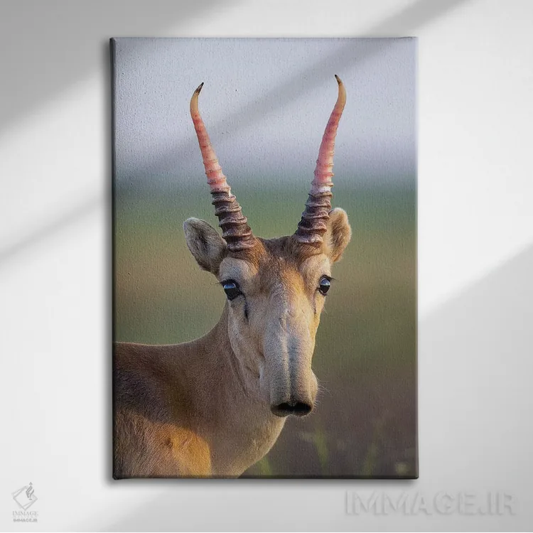 تابلو دکوراتیو سایگا نر جوان اثر موگنس تروله - نمای روبهرو روی دیوار