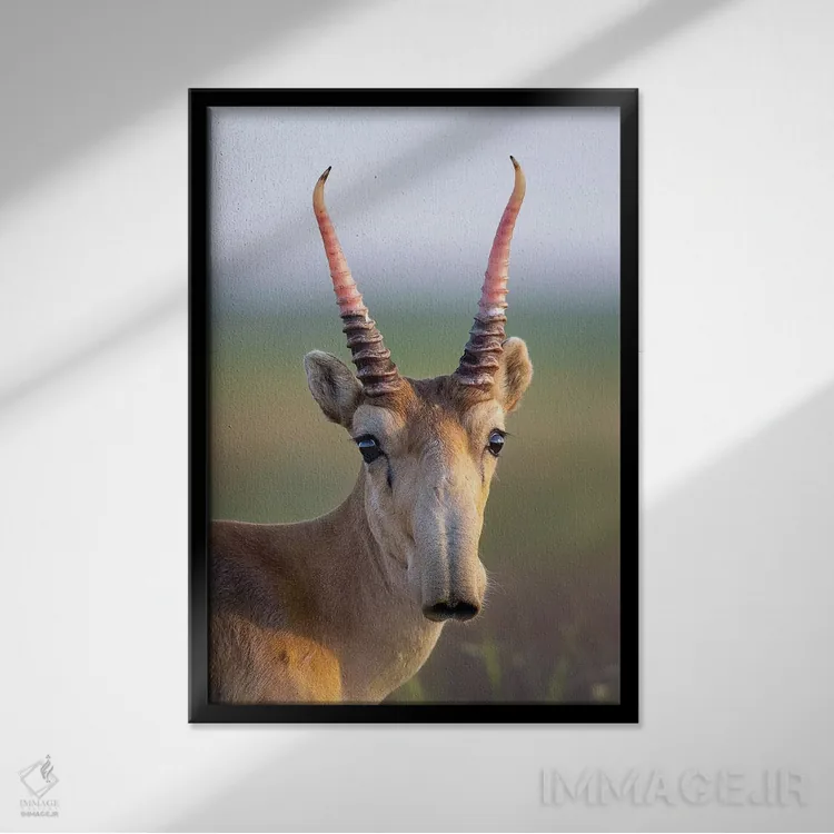 تابلو دکوراتیو سایگا نر جوان اثر موگنس تروله - نمای قابدار مشکی