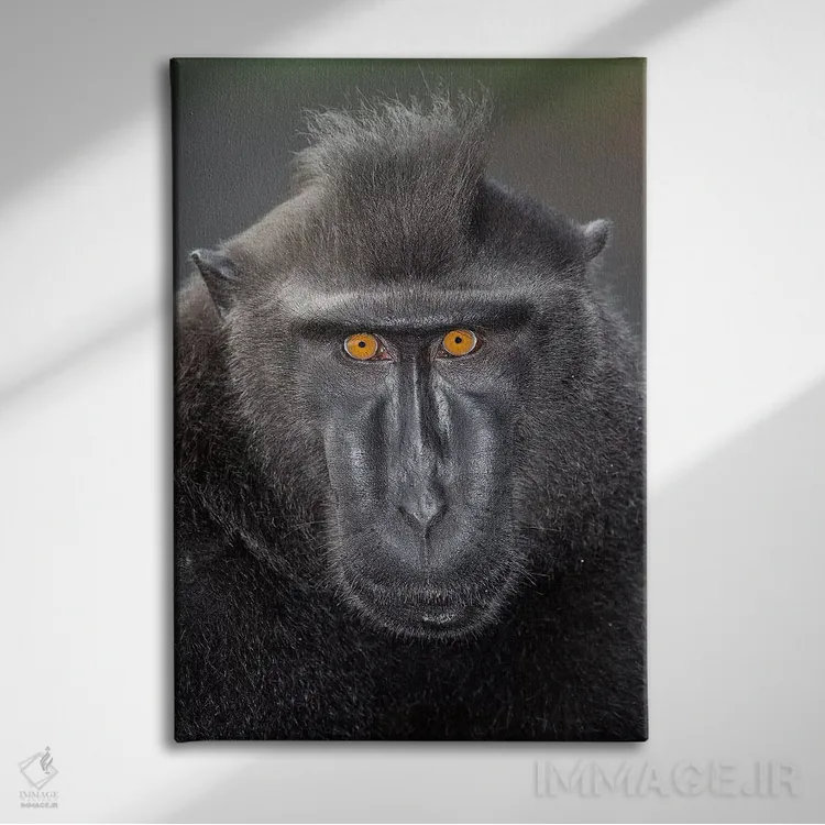 تابلو دکوراتیو تماس چشمی ماکاک تاج دار سیاه آلفا اثر موگنس تروله - نمای روبهرو روی دیوار