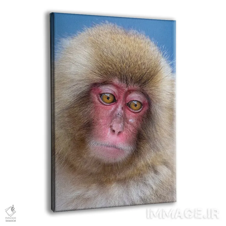 تابلو دکوراتیو پرتره نوجوان میمون برفی اثر موگنس تروله - نمای پرسپکتیو محصول