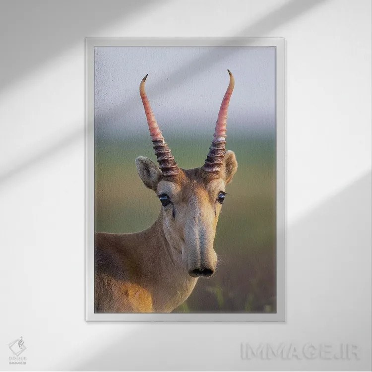 تابلو دکوراتیو سایگا نر جوان اثر موگنس تروله - نمای قابدار سفید